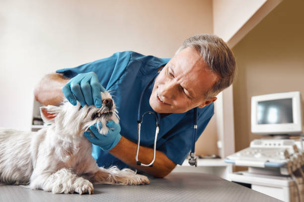 Best Emergency Dental Care for Broken or Chipped Teeth in New Cassel, NY